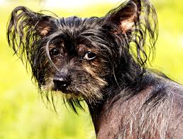 Image result for ugliest dog