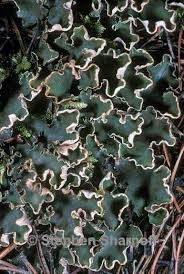 Attēlu rezultāti vaicājumam “Peltigera malacea”