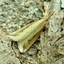 Attēlu rezultāti vaicājumam “Donacaula mucronella”