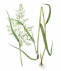 Attēlu rezultāti vaicājumam “Cinna latifolia”