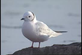 Image result for Rhodostethia rosea