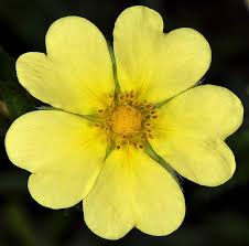 Image result for Potentilla recta
