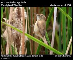 Image result for Acrocephalus agricola