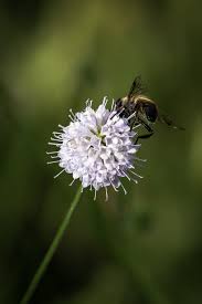 Image result for Succisella inflexa