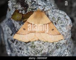 Attēlu rezultāti vaicājumam “Crocallis elinguaria larva”