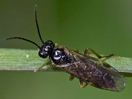 Attēlu rezultāti vaicājumam “Pontania proxima”