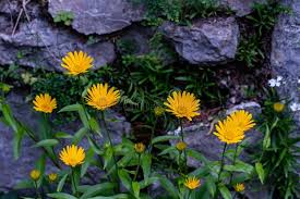 Image result for Buphthalmum salicifolium