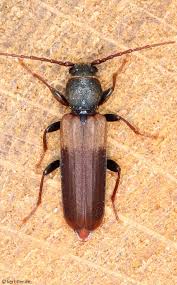 Attēlu rezultāti vaicājumam “Tetropium fuscum”