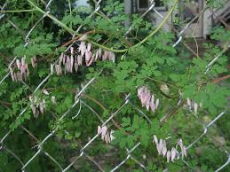 Image result for Adlumia cirrhosa