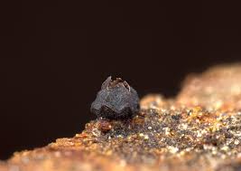 Attēlu rezultāti vaicājumam “Licea minima macro”