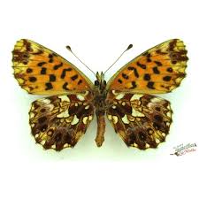 Attēlu rezultāti vaicājumam “Boloria dia”