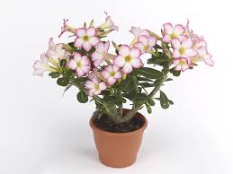 Attēlu rezultāti vaicājumam “Apocynaceae”