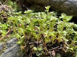 Attēlu rezultāti vaicājumam “Rhizomnium punctatum sporophyte”