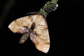 Attēlu rezultāti vaicājumam “Plagodis dolabraria”