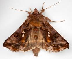 Attēlu rezultāti vaicājumam “Autographa pulchrina”