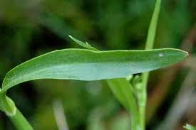 Attēlu rezultāti vaicājumam “Ranunculus flammula leaf”
