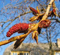 Attēlu rezultāti vaicājumam “Populus x petrowskyana”
