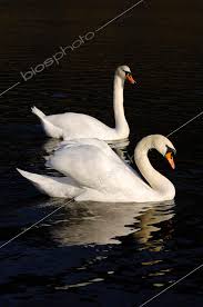 Image result for Cygnus olor