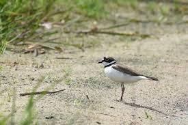 Attēlu rezultāti vaicājumam “Charadrius dubius”