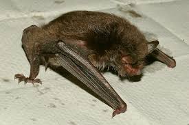Attēlu rezultāti vaicājumam “Myotis daubentonii”