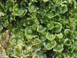 Attēlu rezultāti vaicājumam “Blasia pusilla sporophyte”