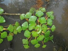 Attēlu rezultāti vaicājumam “Trapa natans”