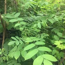 Attēlu rezultāti vaicājumam “Juglans ailanthifolia”