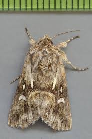 Attēlu rezultāti vaicājumam “Calophasia lunula”