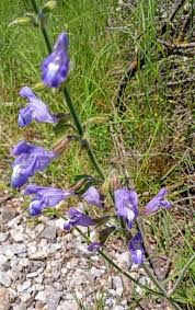 Image result for Campanula lingulata