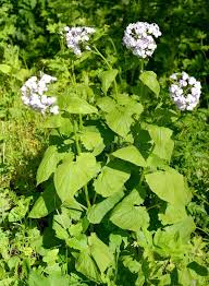 Attēlu rezultāti vaicājumam “Lunaria rediviva leaf”
