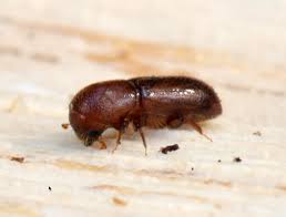 Attēlu rezultāti vaicājumam “Barbeyella minutissima macro”