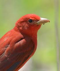 Image result for Piranga rubra