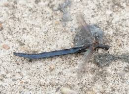 Attēlu rezultāti vaicājumam “Lymexylidae”