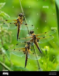 Attēlu rezultāti vaicājumam “Libellula quadrimaculata eggs”