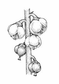 Attēlu rezultāti vaicājumam “Pyrola minor flower”