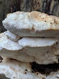 Attēlu rezultāti vaicājumam “Postia ptychogaster”