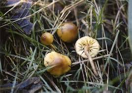 Attēlu rezultāti vaicājumam “Hypholoma sp.”