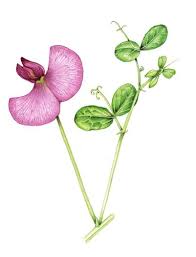 Attēlu rezultāti vaicājumam “Lathyrus latifolius bud”