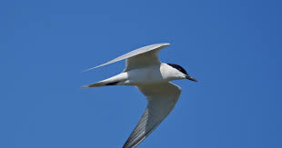 Image result for Gelochelidon nilotica