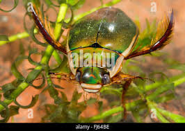 Attēlu rezultāti vaicājumam “Dytiscus dimidiatus”