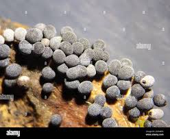 Attēlu rezultāti vaicājumam “Badhamia foliicola”