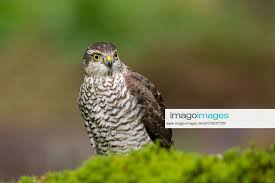 Attēlu rezultāti vaicājumam “Accipiter nisus female”