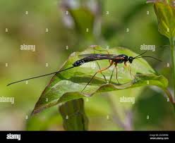 Attēlu rezultāti vaicājumam “Ichneumonidae”