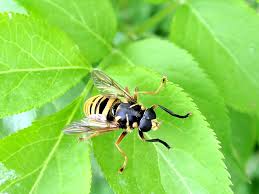 Attēlu rezultāti vaicājumam “Temnostoma vespiforme”