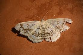 Attēlu rezultāti vaicājumam “Cyclophora annularia”