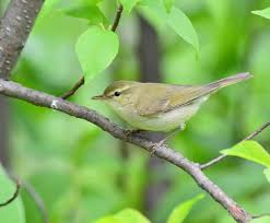 Attēlu rezultāti vaicājumam “Phylloscopus trochiloides”