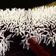 Attēlu rezultāti vaicājumam “Ceratiomyxa fruticulosa plasmodium”