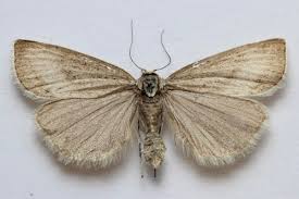 Attēlu rezultāti vaicājumam “Pediasia fascelinella”