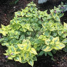 Attēlu rezultāti vaicājumam “Lamium”