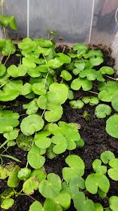 Attēlu rezultāti vaicājumam “Jungermannia subulata”